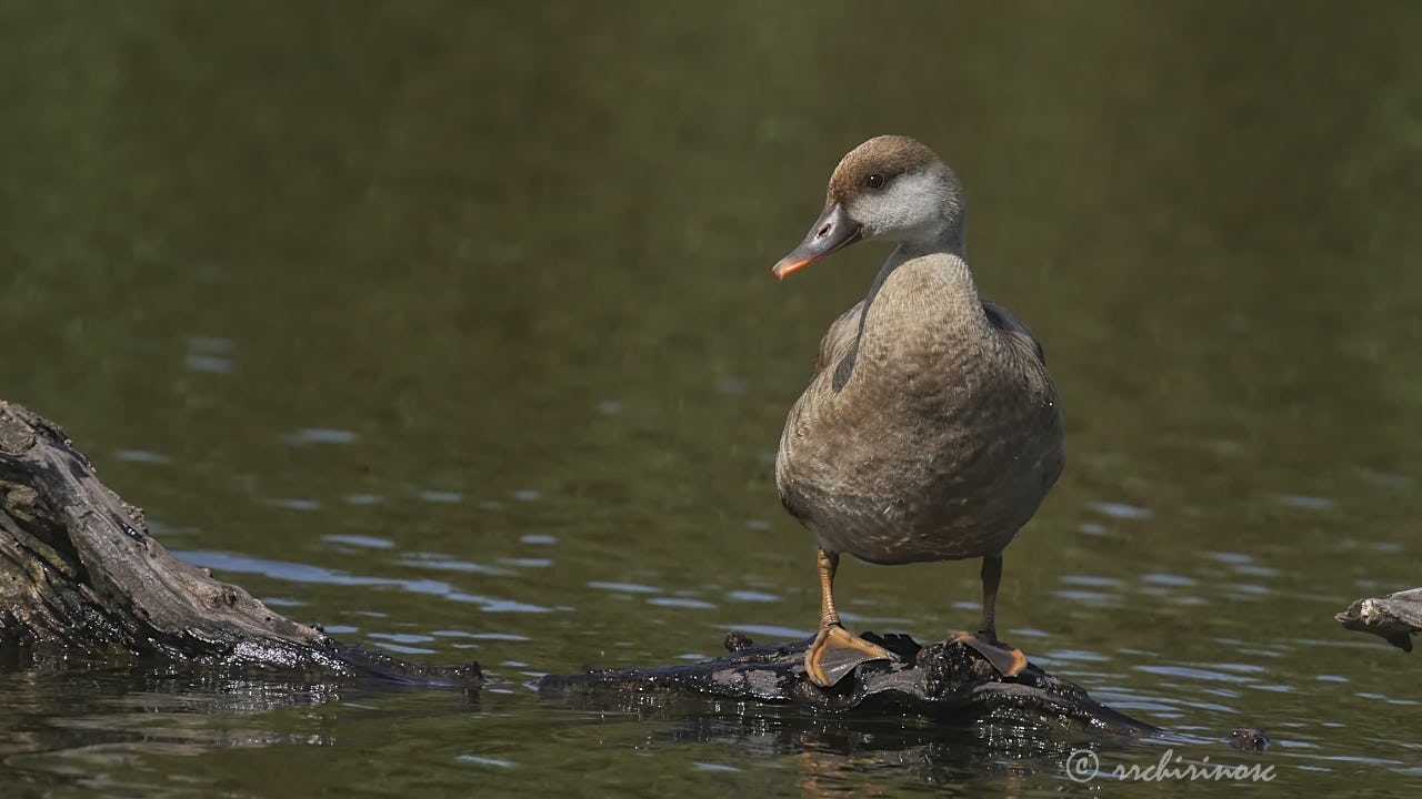 Red-crested pochard