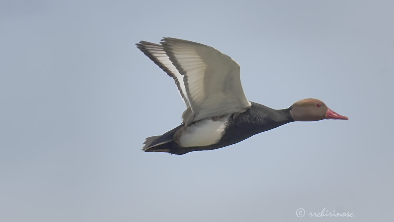 Red-crested pochard