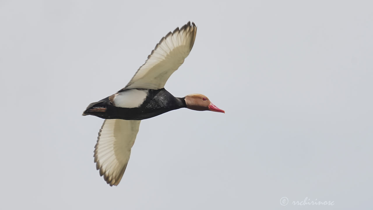 Red-crested pochard