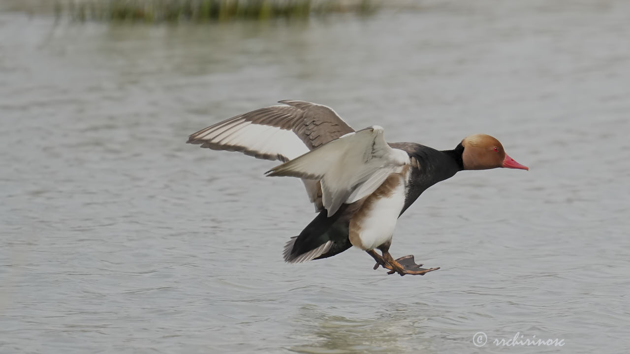 Red-crested pochard