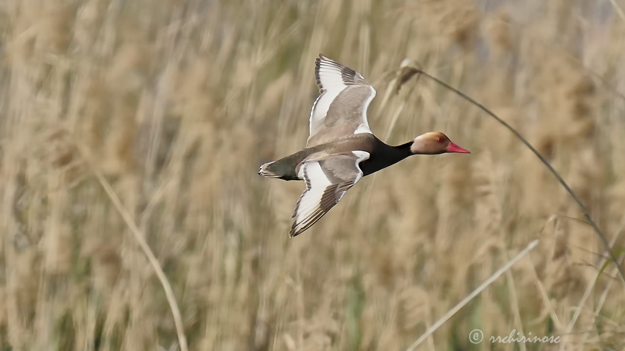 Red-crested pochard