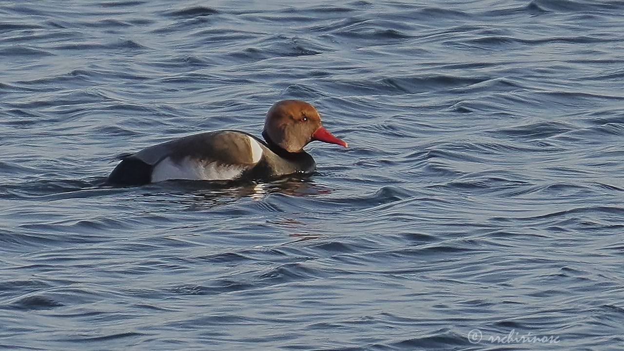 Red-crested pochard