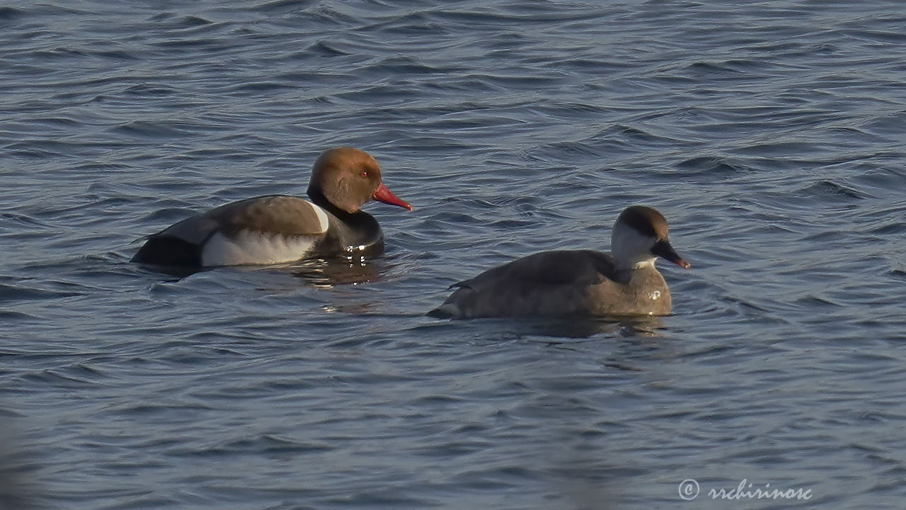 Red-crested pochard