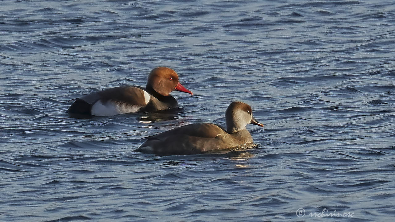 Red-crested pochard