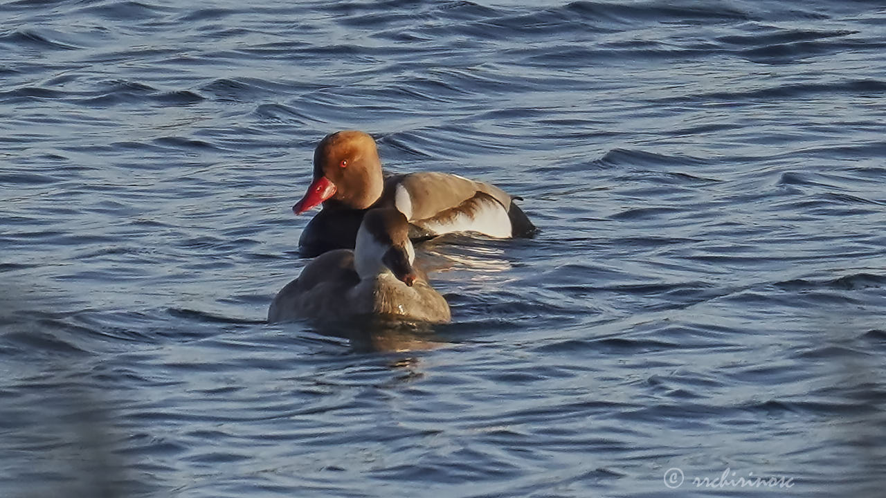 Red-crested pochard