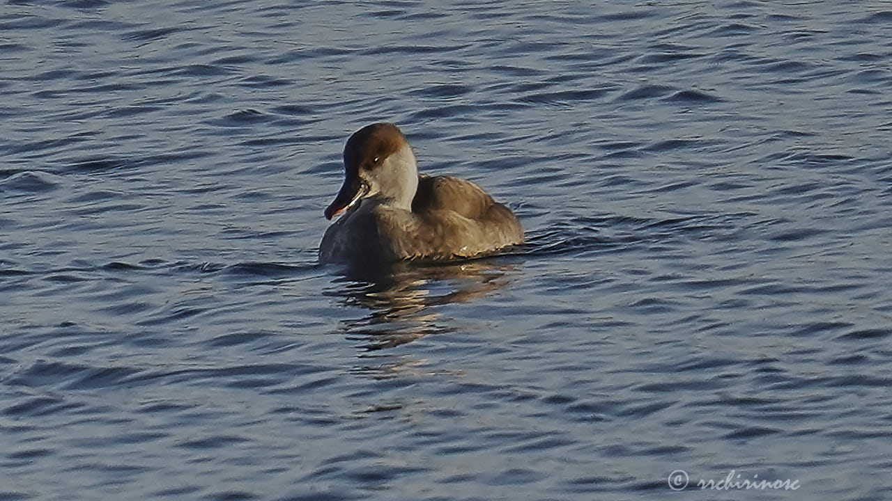 Red-crested pochard