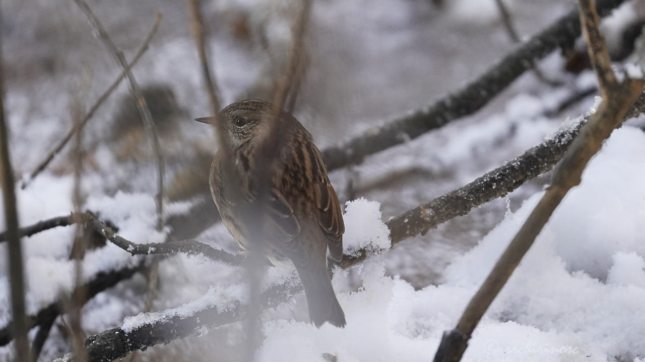 Dunnock