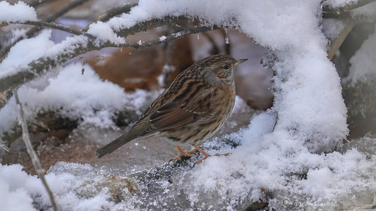 Dunnock