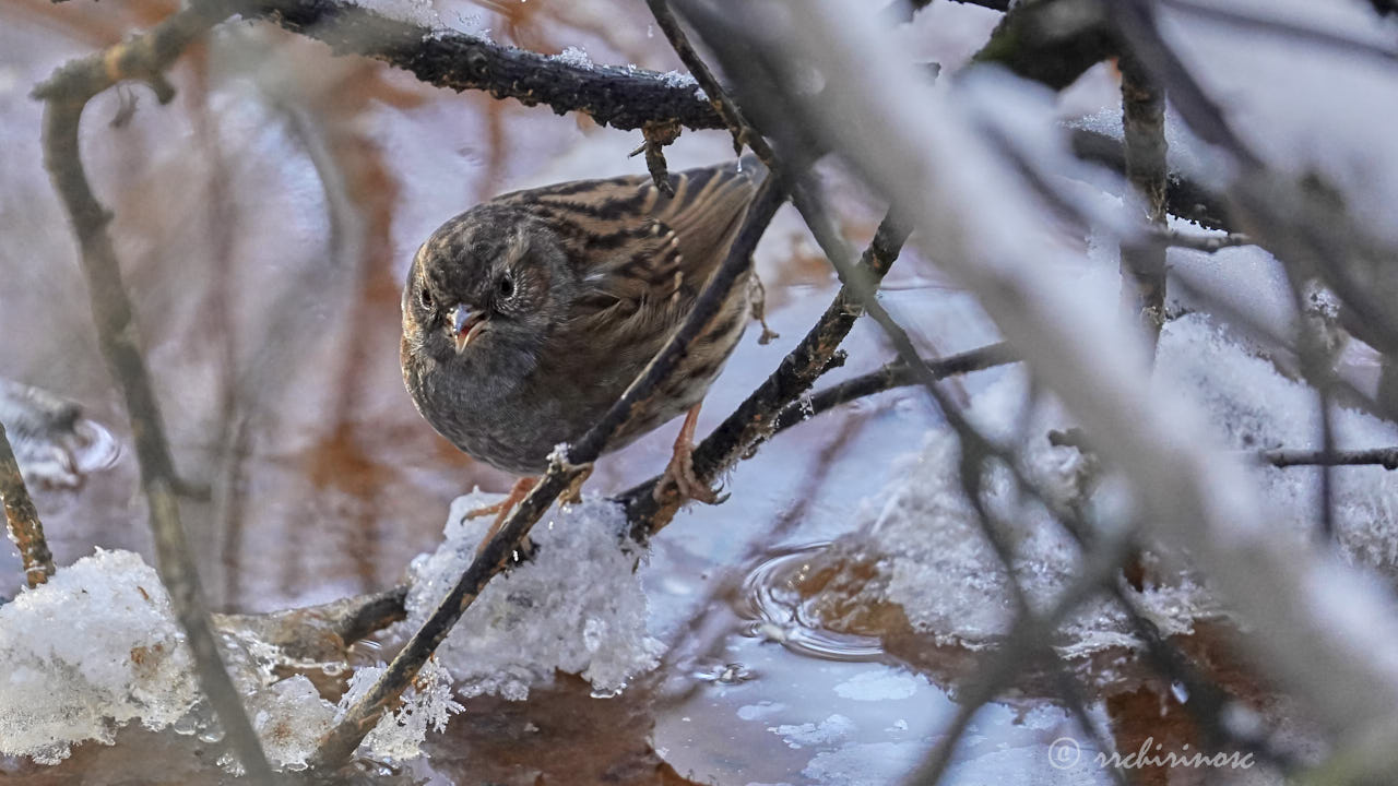 Dunnock