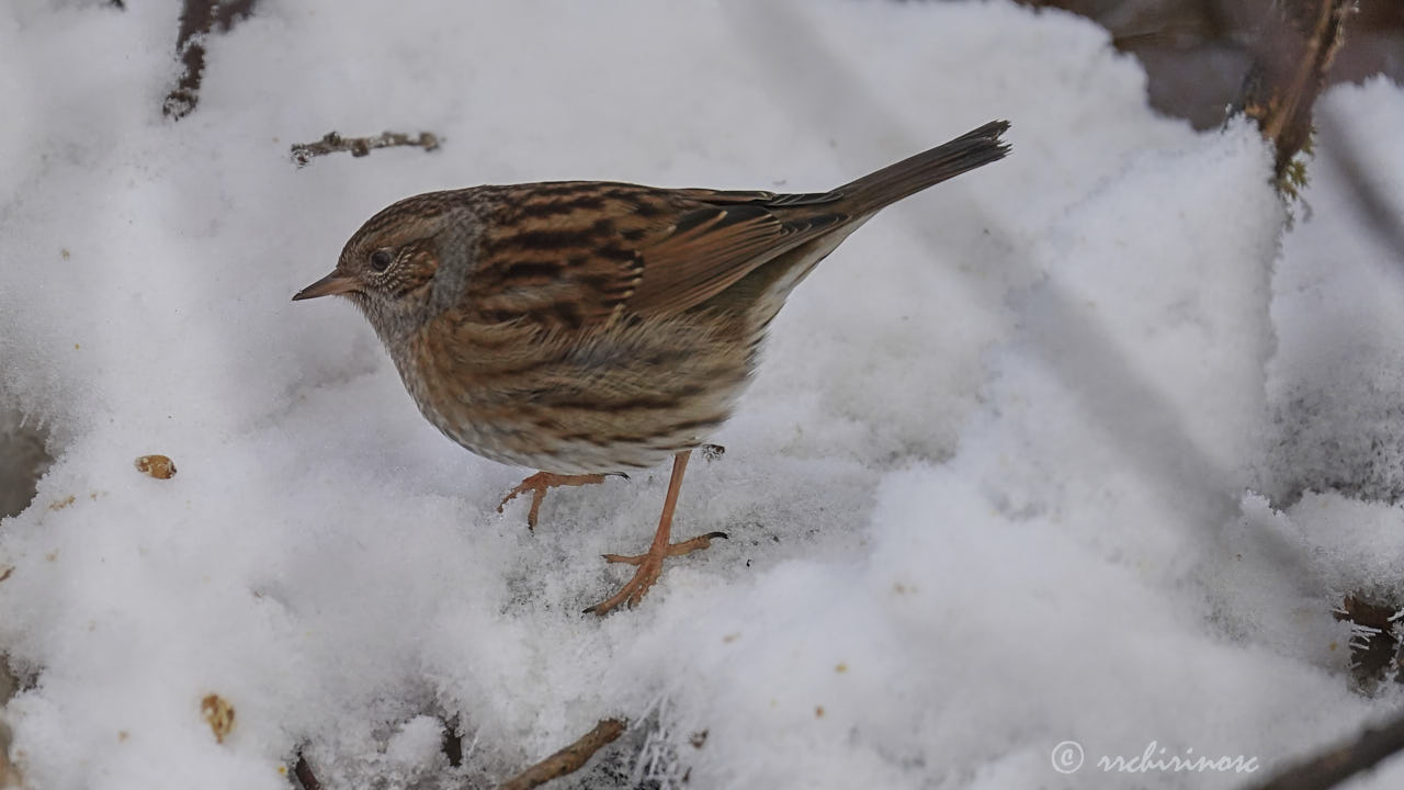 Dunnock