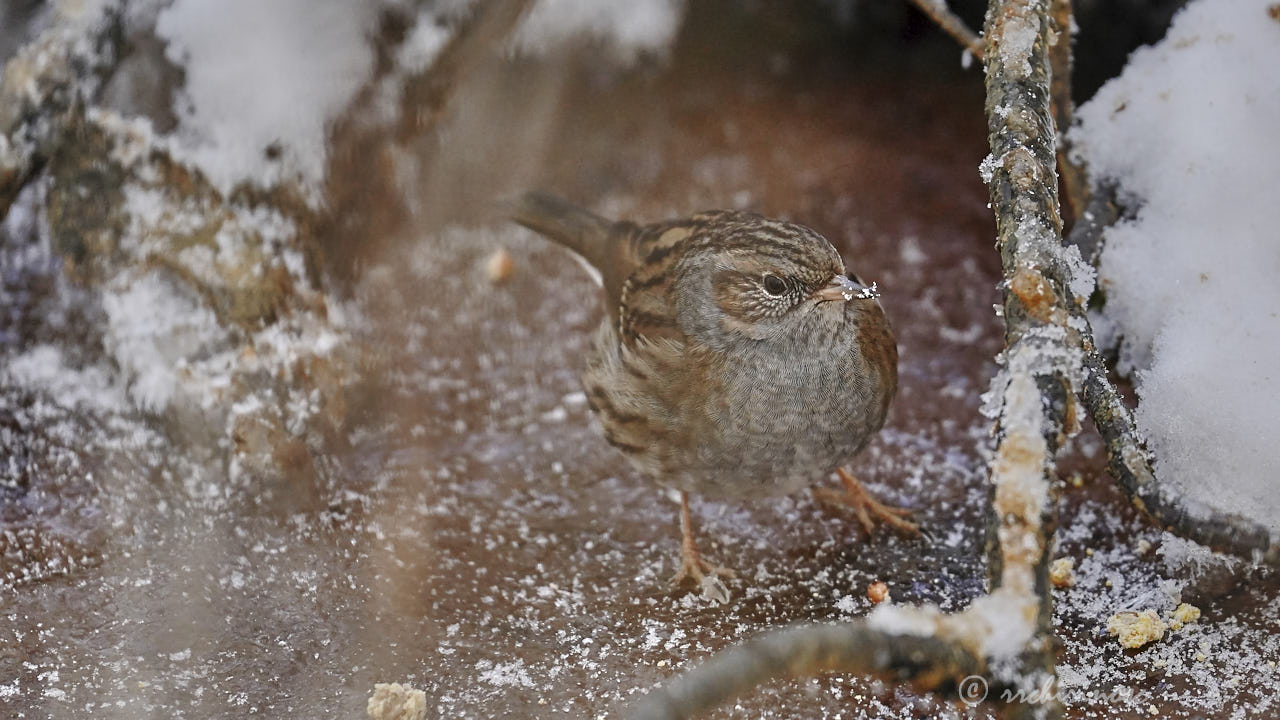 Dunnock