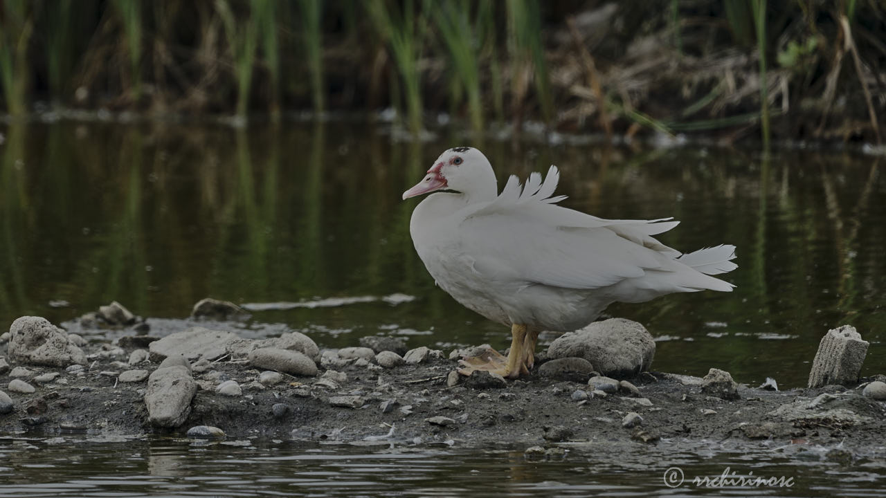 Muscovy duck