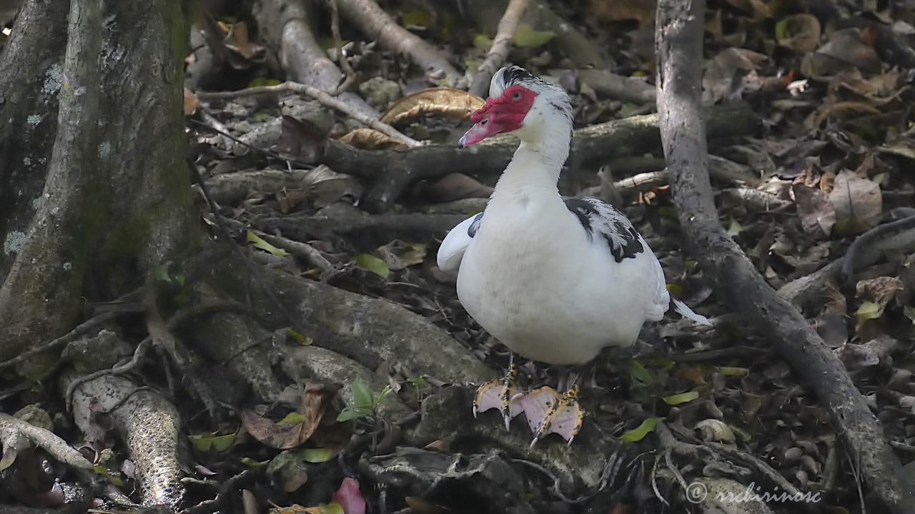 Muscovy duck