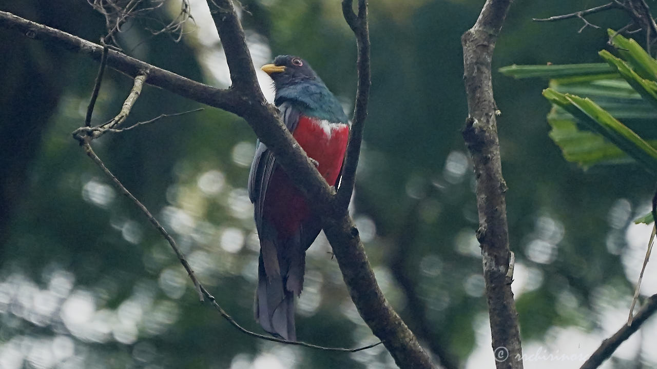 Black-tailed trogon