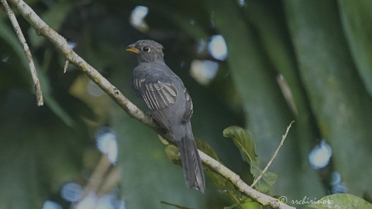 Black-tailed trogon