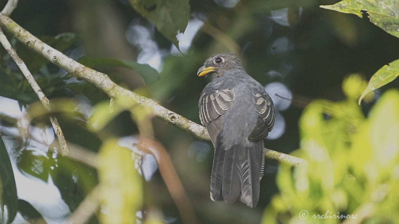 Black-tailed trogon