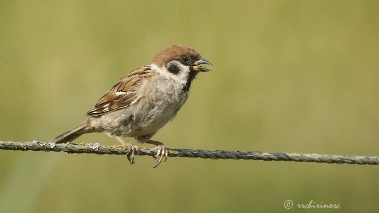 Eurasian tree sparrow