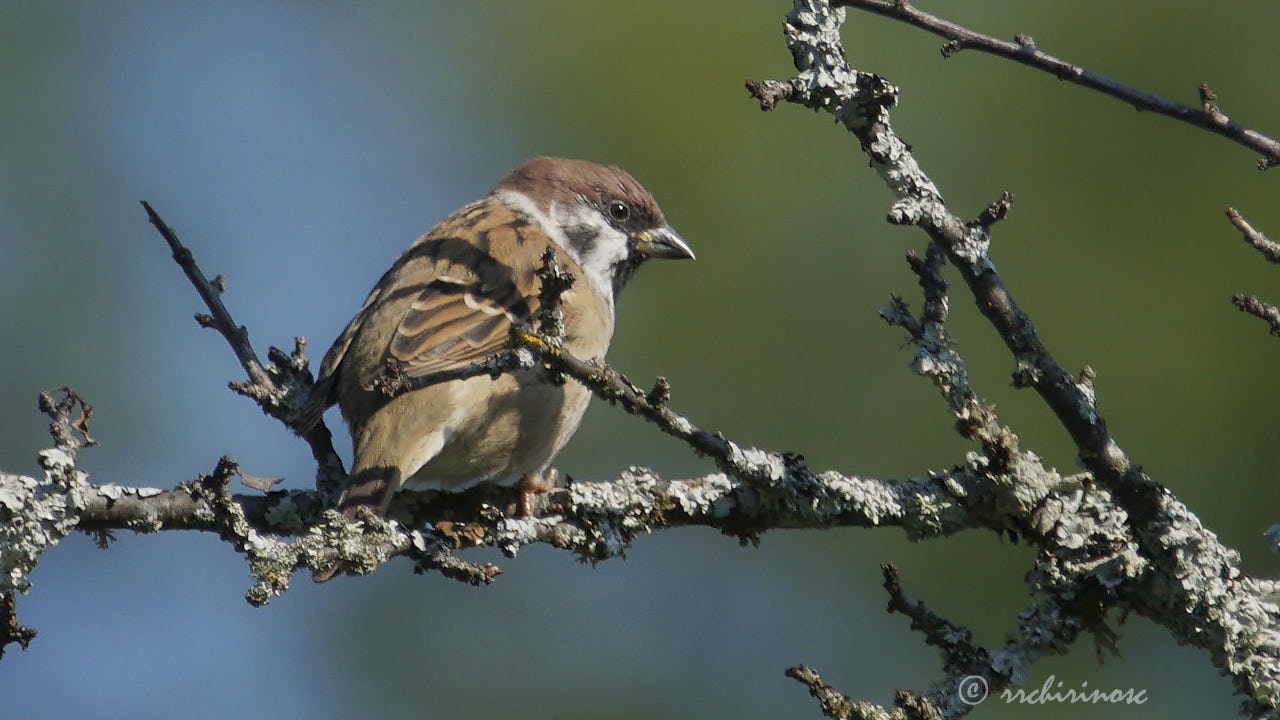 Eurasian tree sparrow