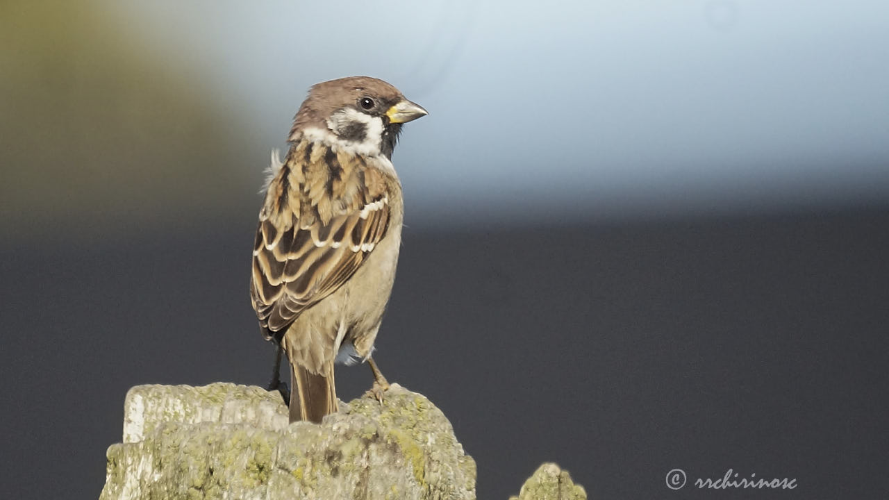 Eurasian tree sparrow