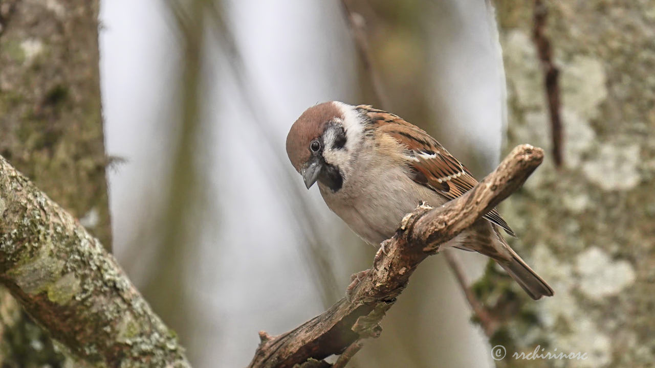 Eurasian tree sparrow