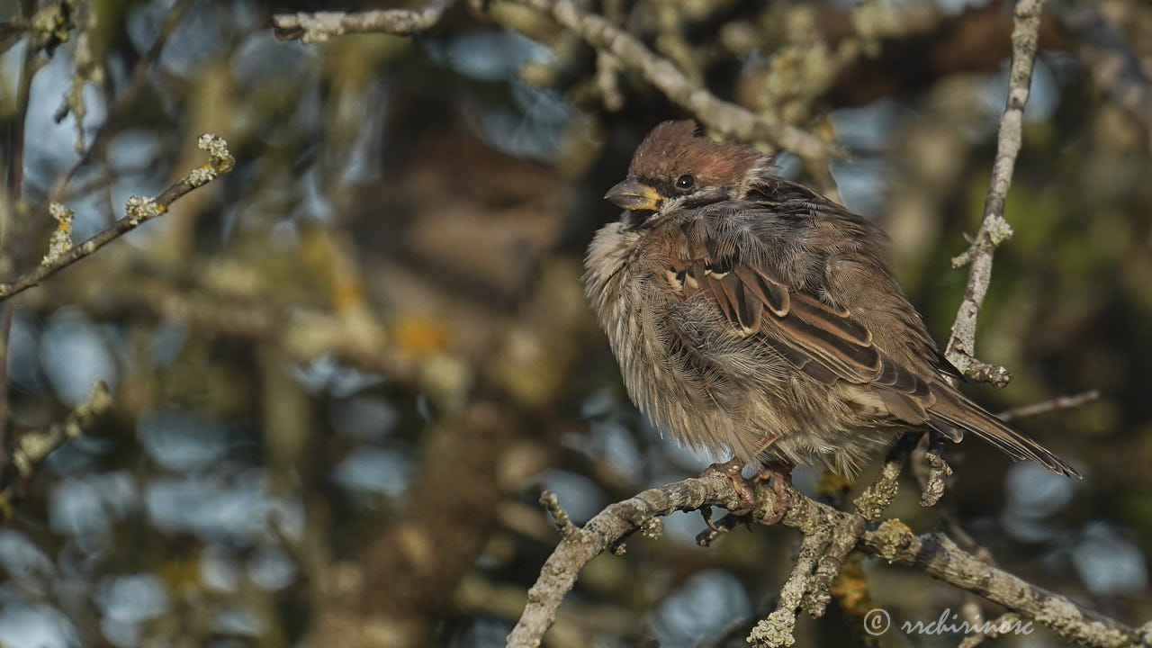 Eurasian tree sparrow