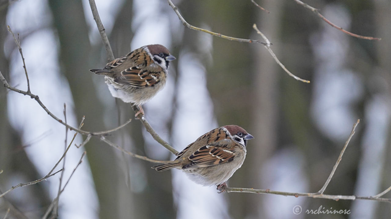 Eurasian tree sparrow