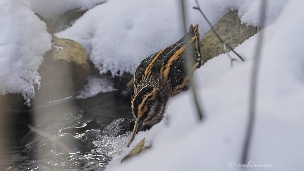 Jack snipe