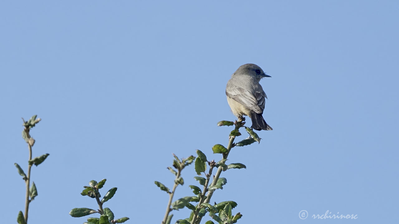 Say's phoebe