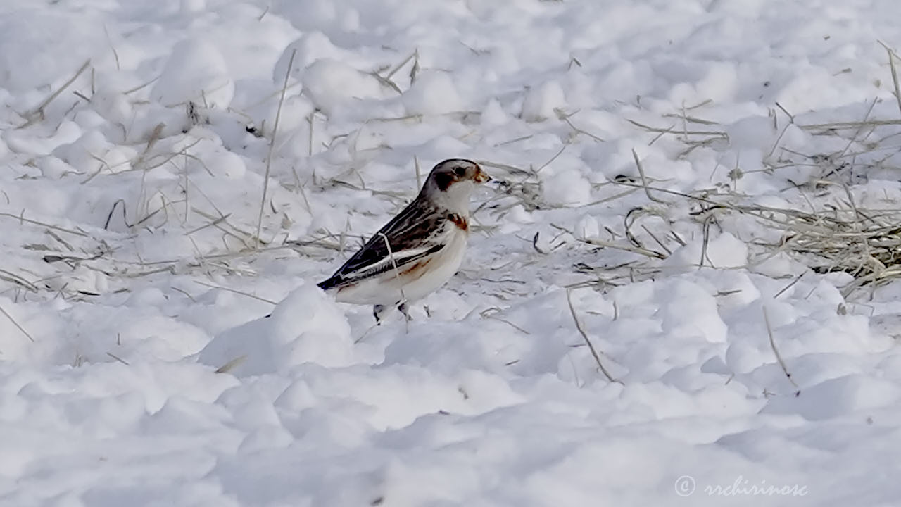 Snow bunting