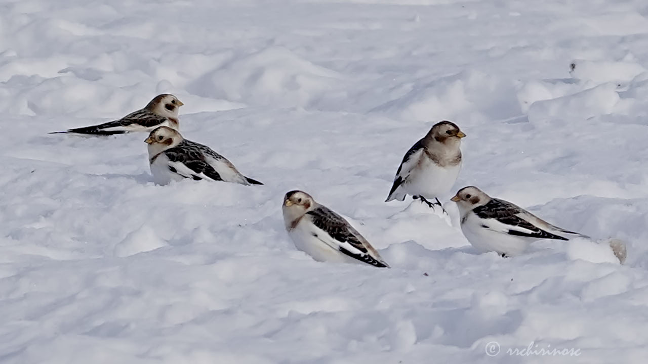 Snow bunting