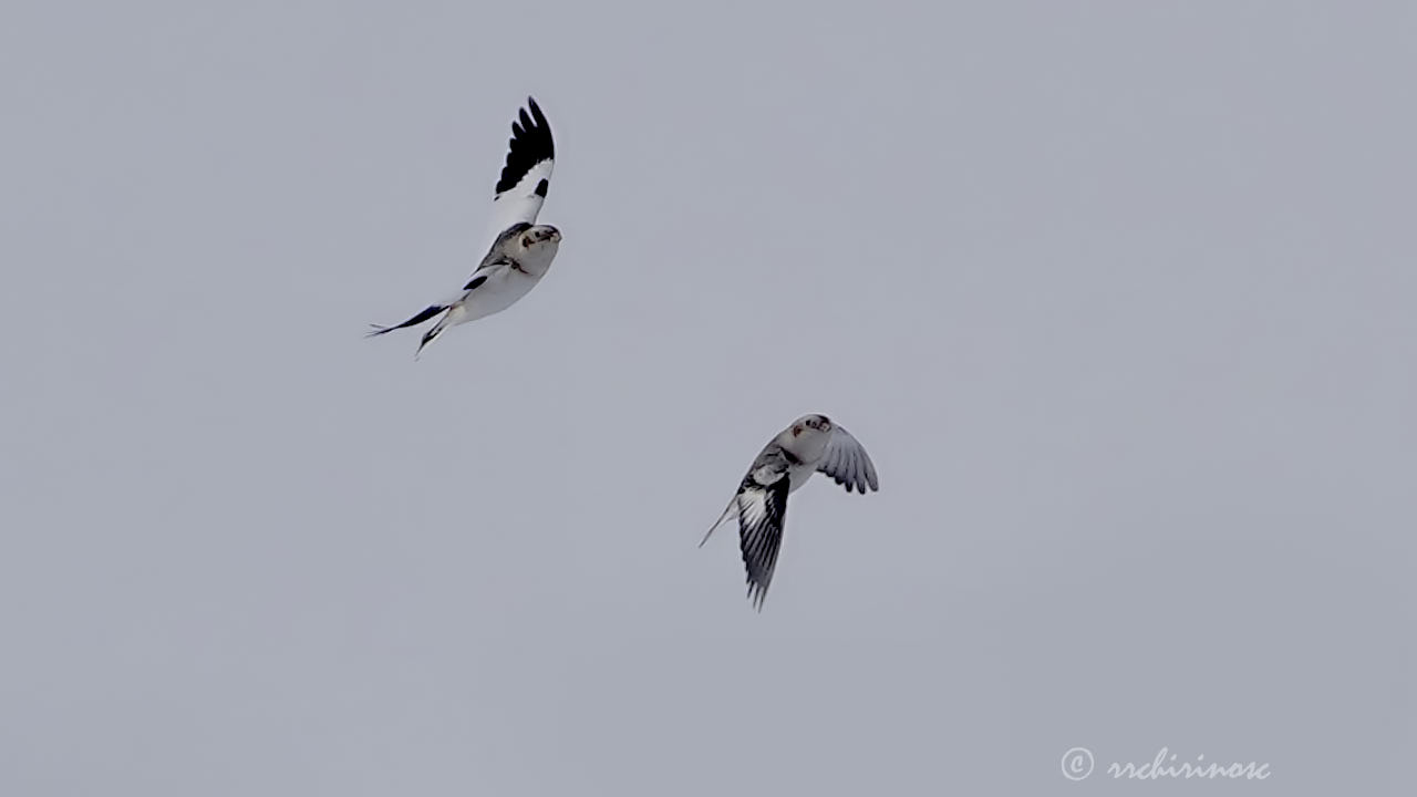 Snow bunting