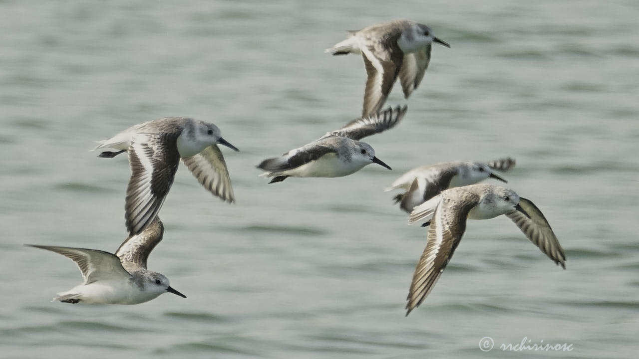 Sanderling