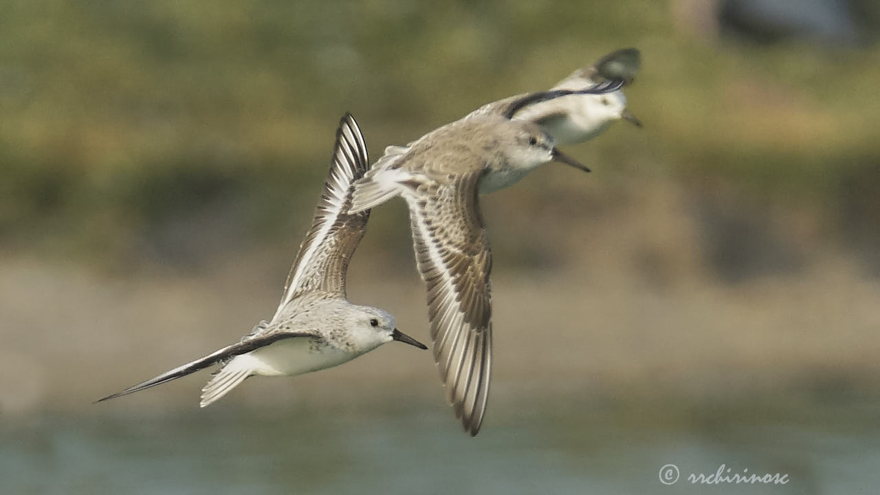 Sanderling