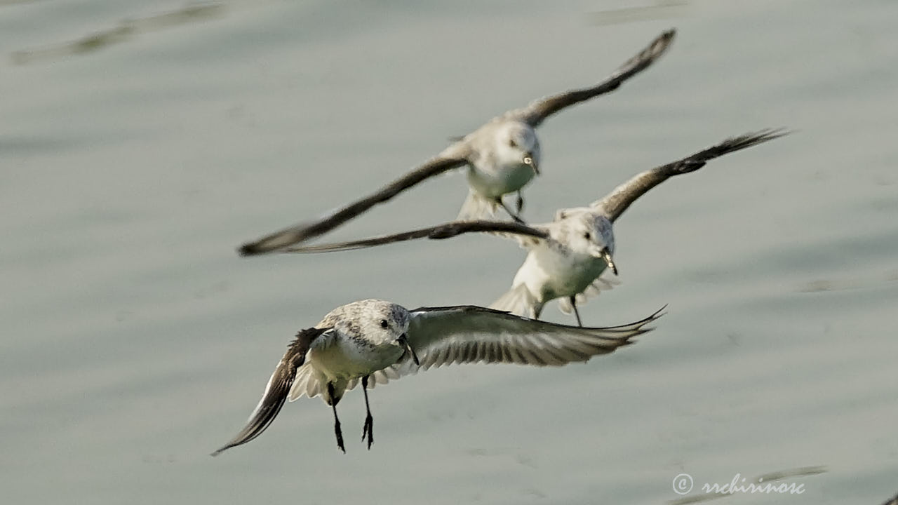 Sanderling