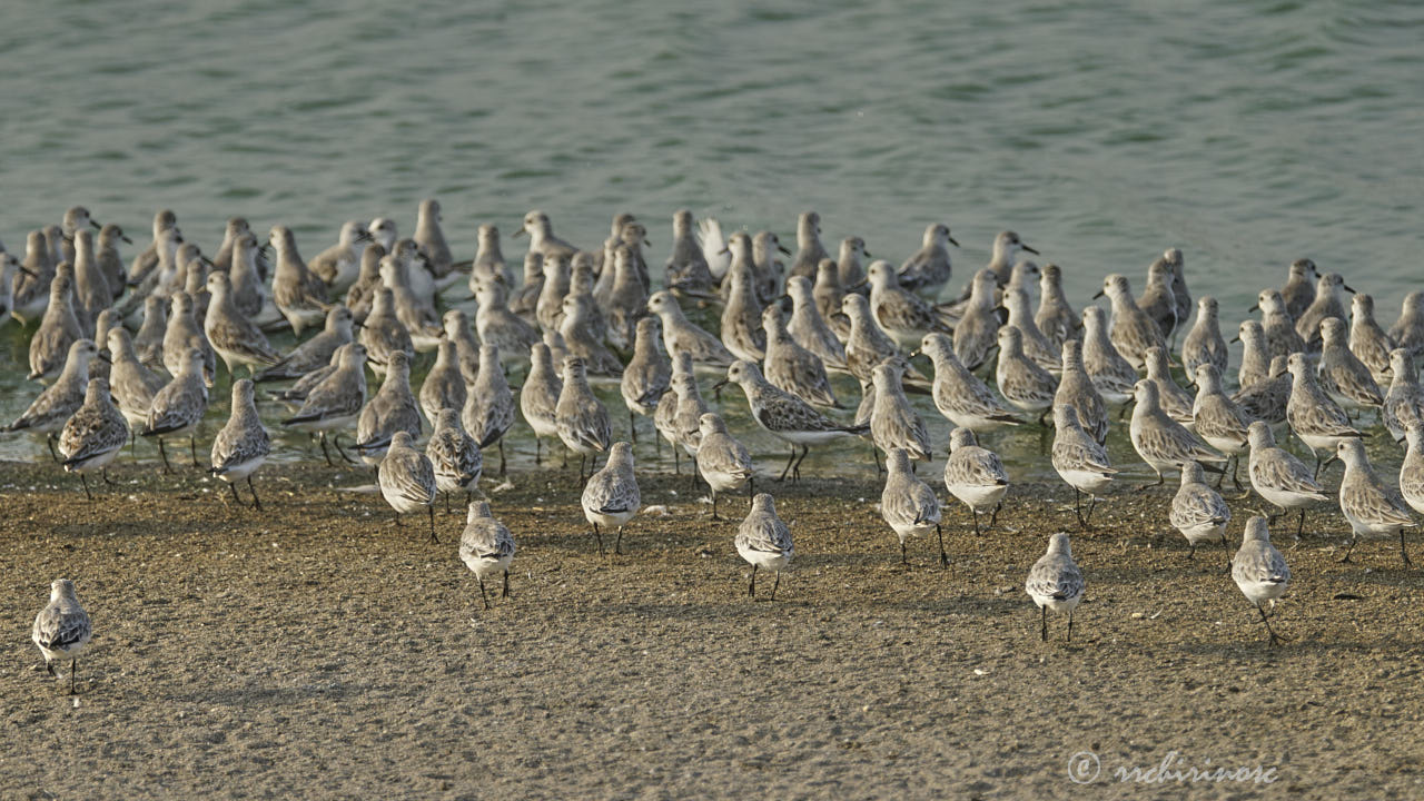 Sanderling