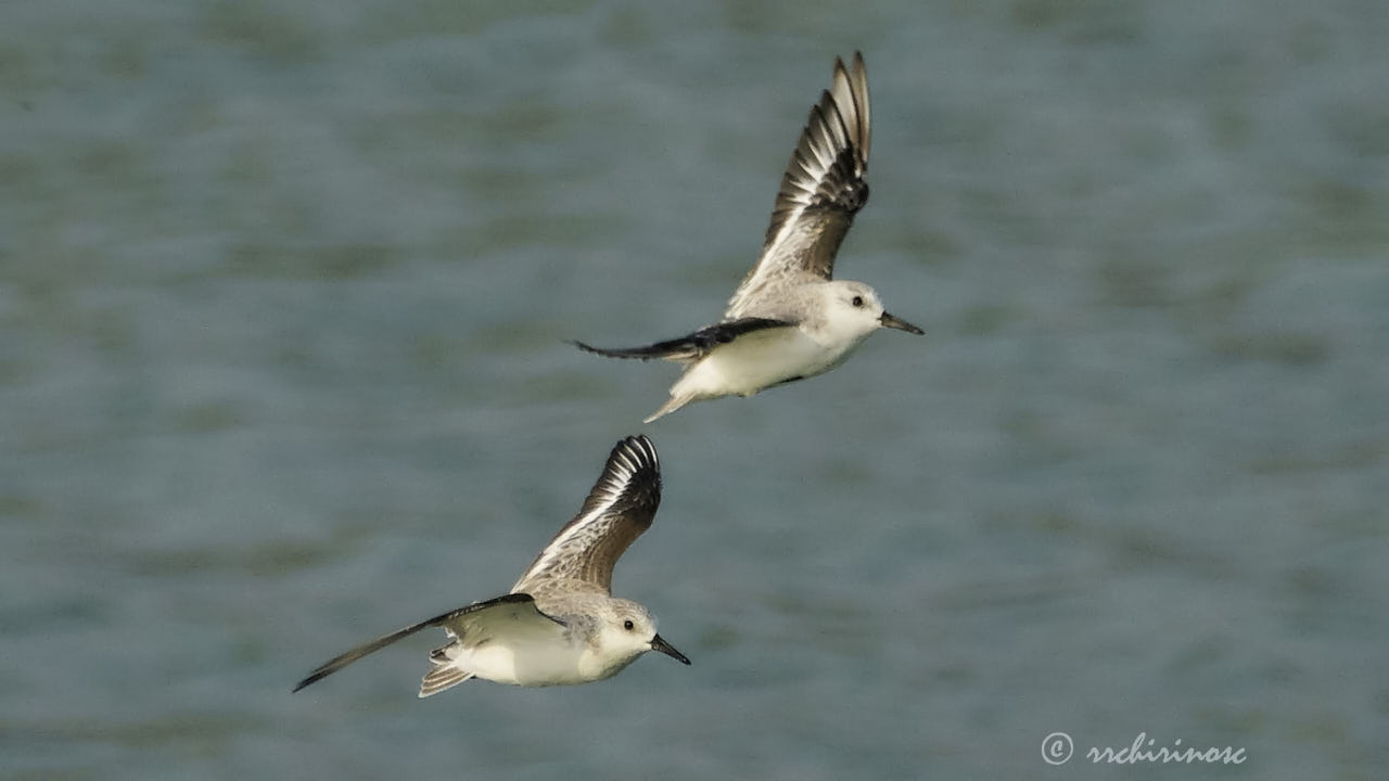 Sanderling