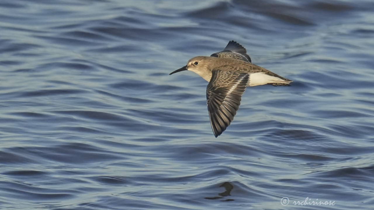 Sanderling