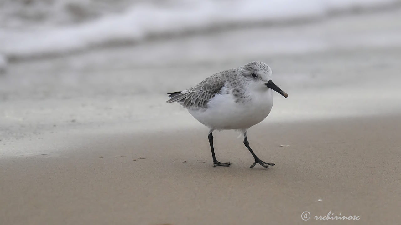 Sanderling