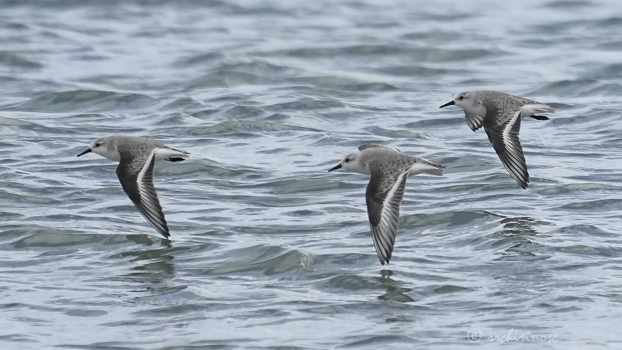 Sanderling