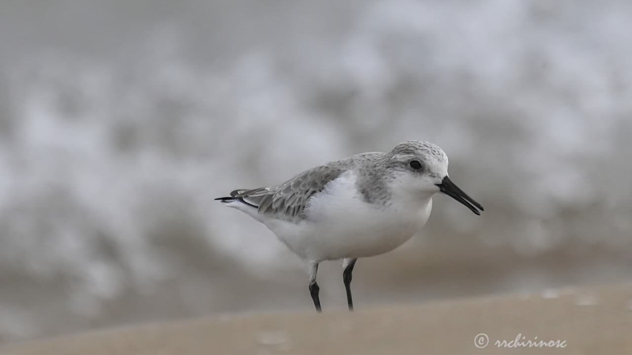 Sanderling