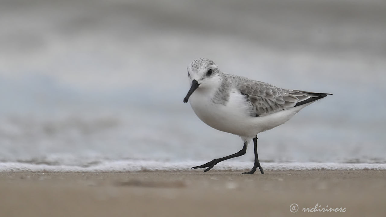 Sanderling