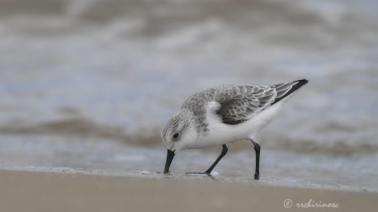 Sanderling