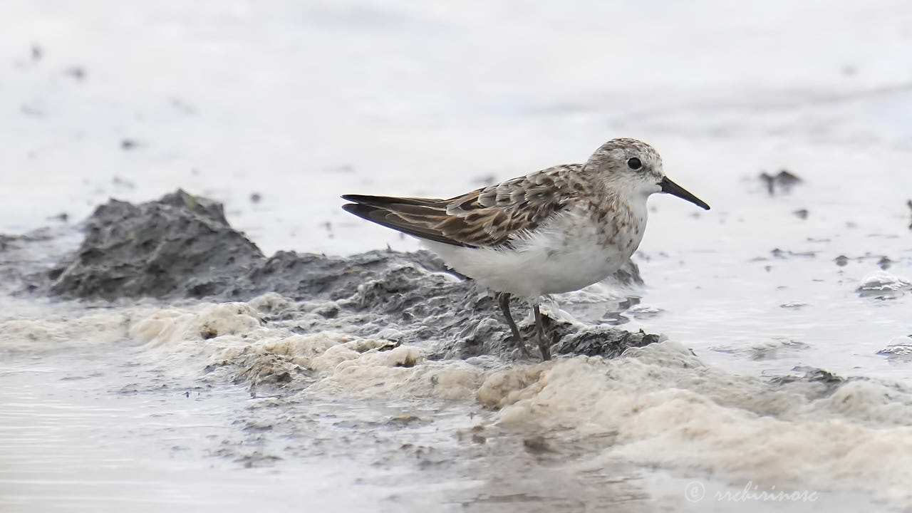 Sanderling