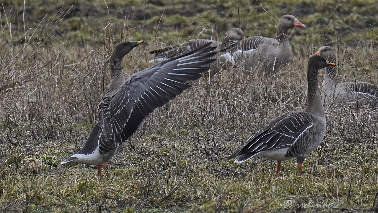 Taiga bean goose