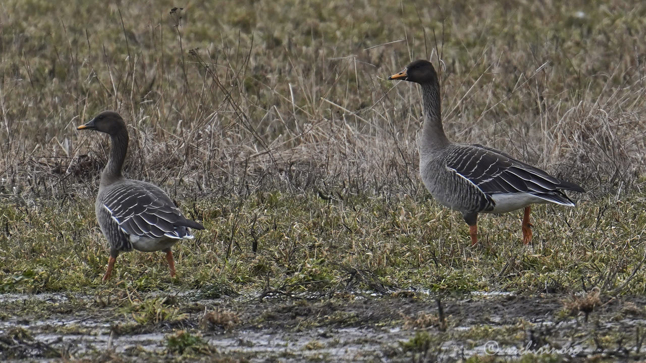 Taiga bean goose