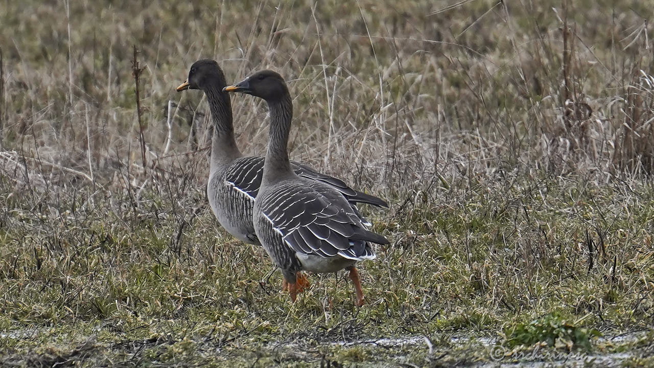 Taiga bean goose