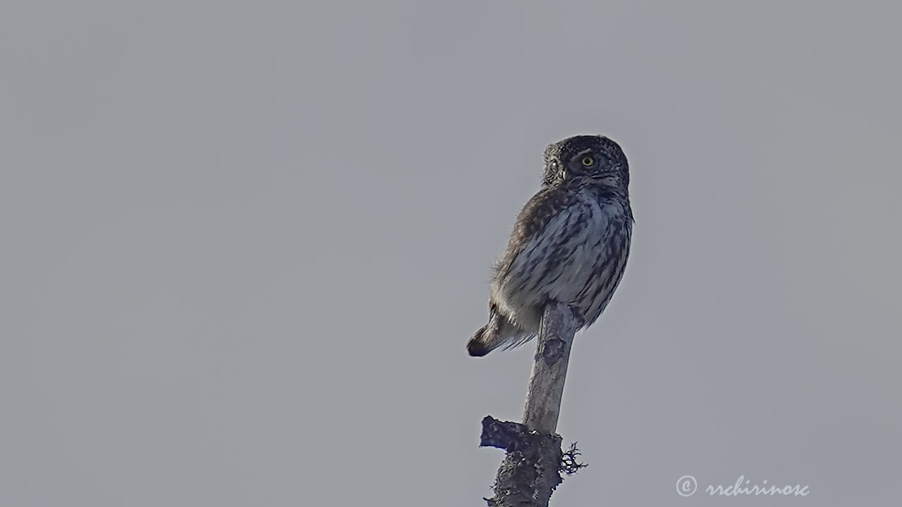 Eurasian pygmy owl