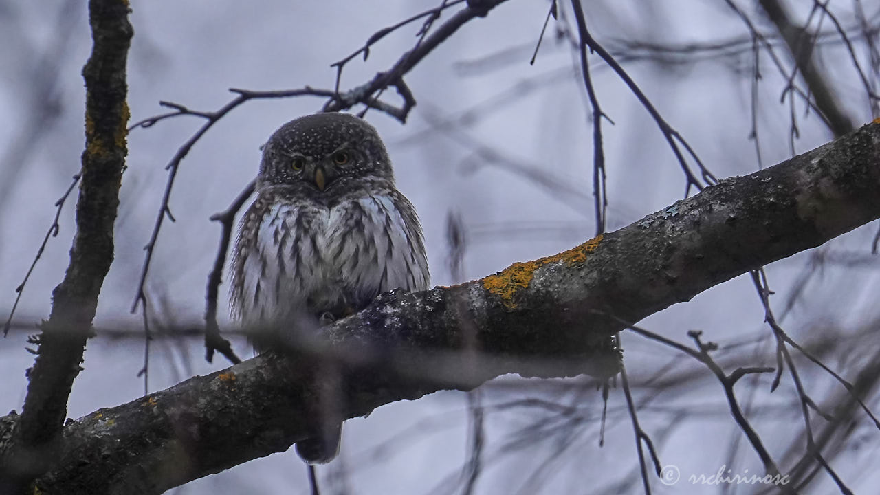 Eurasian pygmy owl