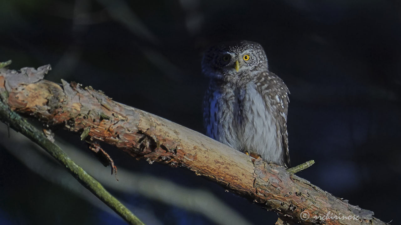 Eurasian pygmy owl