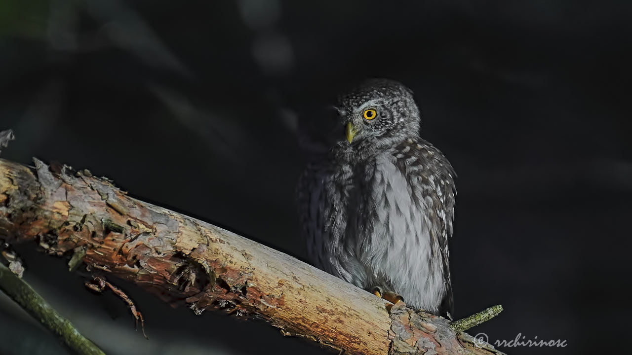 Eurasian pygmy owl